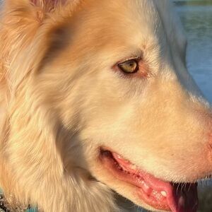 Meet your Posher, Lisahhh